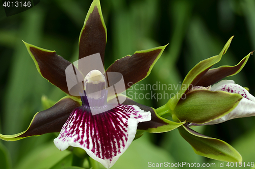 Image of Blossom vanda orchid