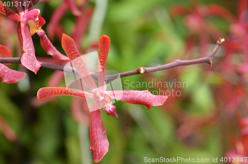 Image of Blossom vanda orchid