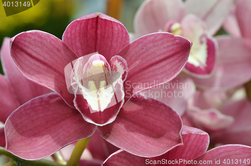 Image of Beautiful purple orchid, phalaenopsis.