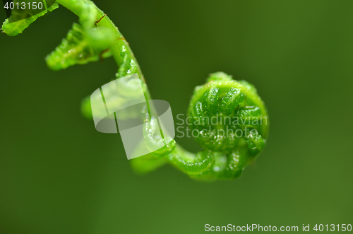 Image of Fern leaf in forest