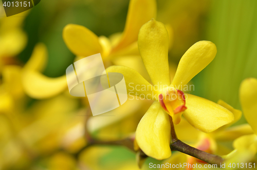 Image of Blossom vanda orchid