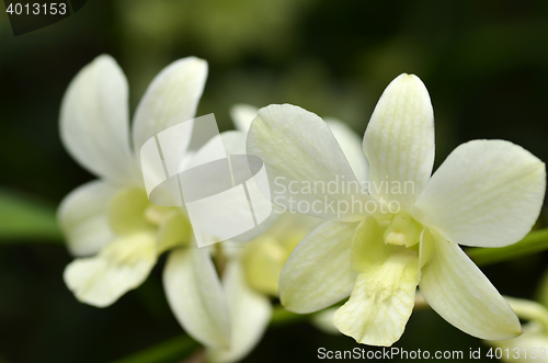 Image of Blossom vanda orchid