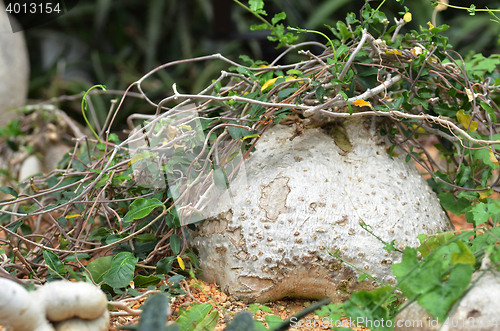 Image of Rock-like Elephant Foot plant 