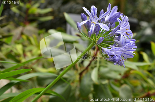 Image of Flowers of the Agapanthus