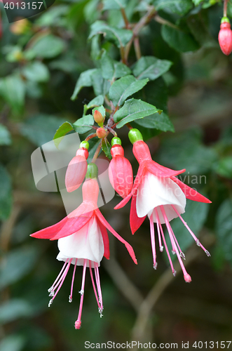 Image of Pink Ballerina flowers