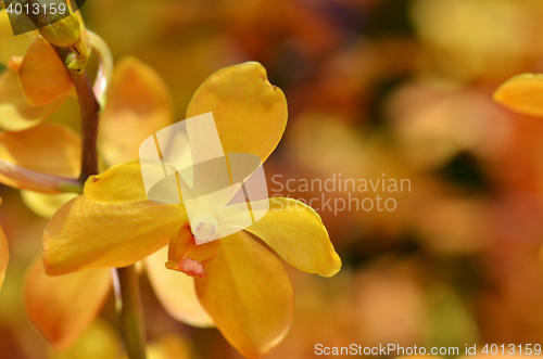 Image of Blossom vanda orchid