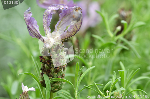 Image of Butterfly lavender with green background