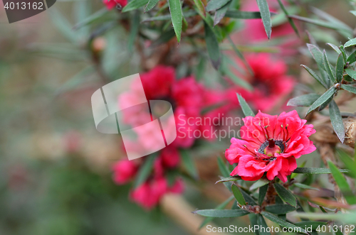 Image of Manuka myrtle white-pink flower blooming