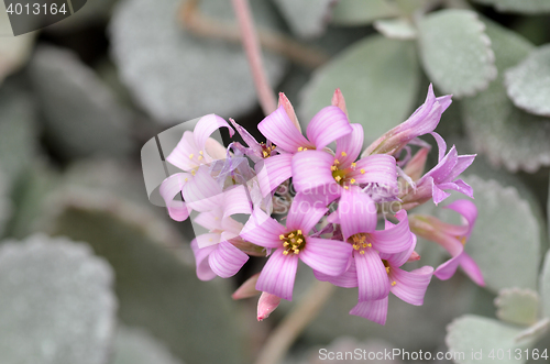 Image of Pink flower in the silver bushes