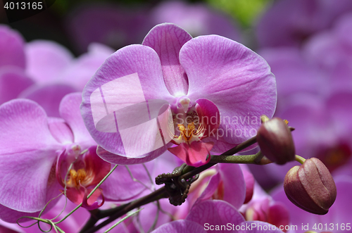 Image of Beautiful purple orchid, phalaenopsis.