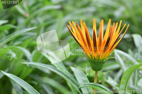 Image of Beautiful orange gazania flower 
