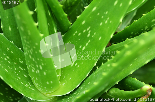 Image of Aloe vera plant leaves