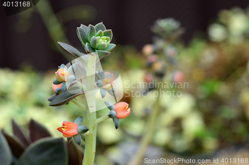 Image of Succulent plant in Gardens by the Bay 