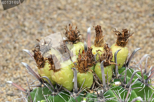 Image of Cactus fruits on top of cactus