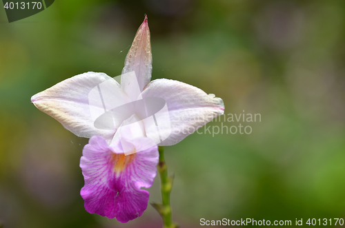 Image of Beautiful purple orchid, phalaenopsis.