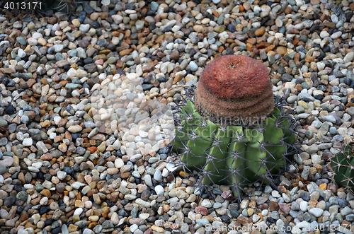 Image of Turk cap cactus from Brazil