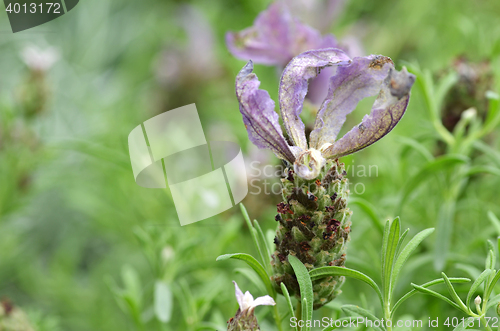 Image of Butterfly lavender with green background