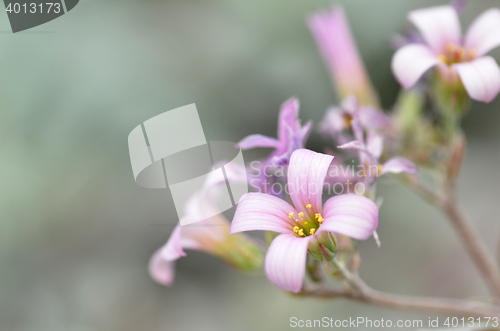 Image of Pink flower in the silver bushes 