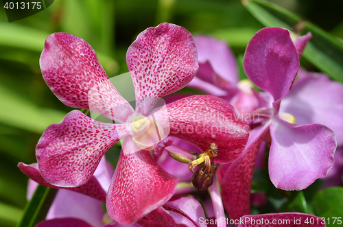 Image of Beautiful purple orchid, phalaenopsis.
