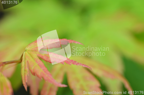 Image of Tree branch with autumn leaves on a blurred background