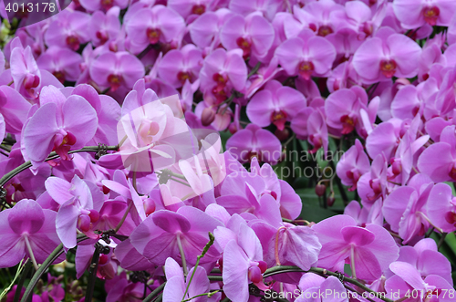 Image of Beautiful purple orchid, phalaenopsis.