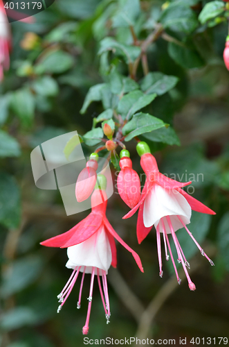 Image of Pink Ballerina flowers