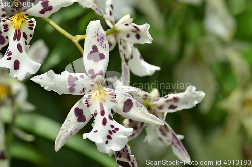 Image of Blossom vanda orchid