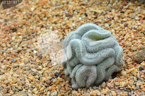 Image of Green cactus that looks like the brain