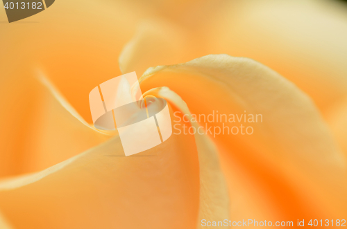 Image of Close up of orange rose