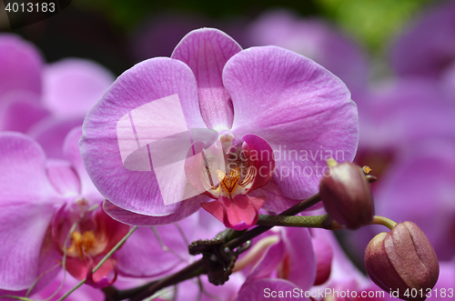 Image of Beautiful purple orchid, phalaenopsis.