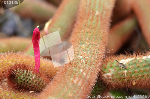 Image of Pink flowers of golden rat-tailed cactus