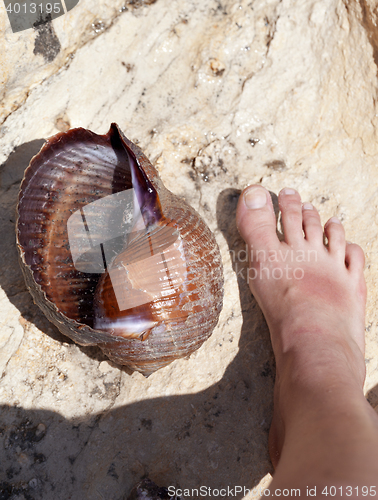 Image of Large sea snail (Tonna galea or giant tun) on rock and human leg