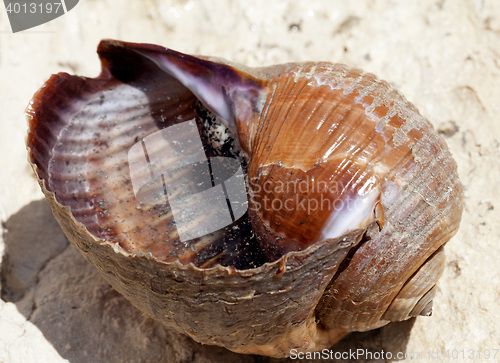 Image of Sea snail (Tonna galea or giant tun) on rock