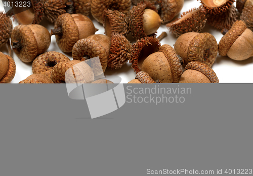 Image of Autumn acorns on white background