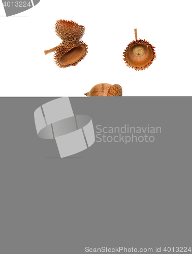 Image of Autumn acorns on white
