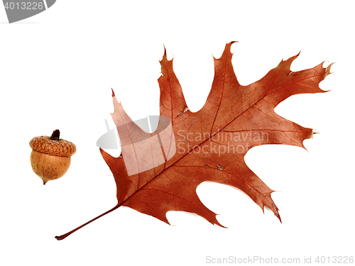 Image of Autumn dried leaf of oak and acorn