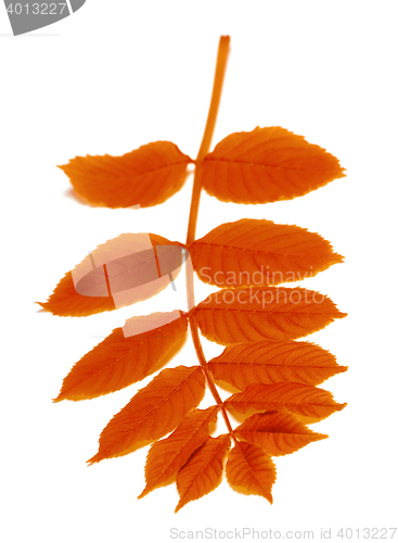 Image of Autumn rowan leaves on white