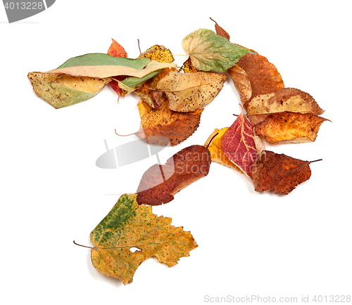 Image of Multicolor autumn dry leafs