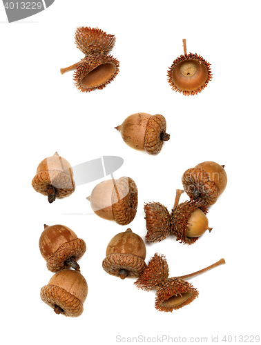 Image of Autumn acorns on white