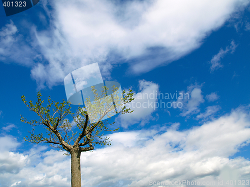 Image of Lonely tree