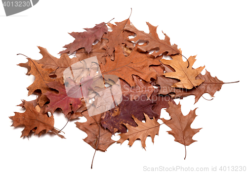 Image of Autumn dried leafs of oak