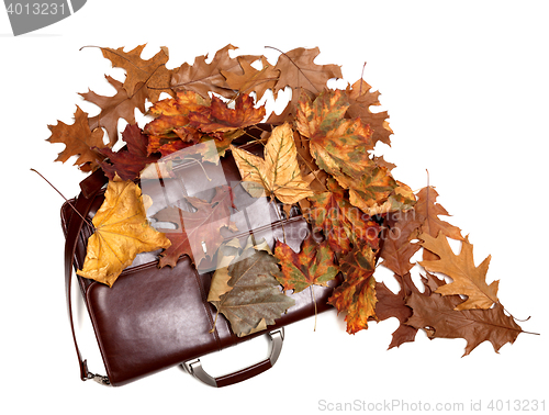 Image of Brown leather briefcase and autumn dry leaves