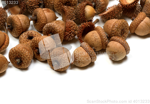 Image of Autumn acorns on white background