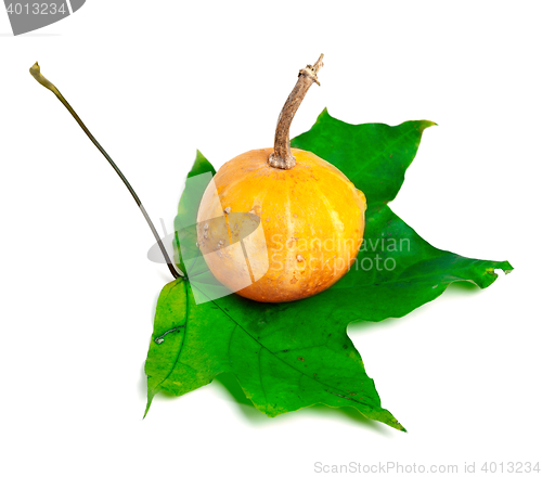 Image of Decorative small pumpkin on green maple-leaf