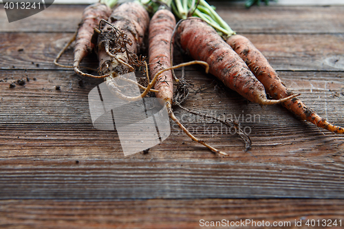 Image of New harvest fresh organic carrots