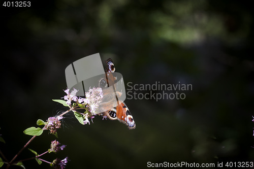 Image of peacock butterfly