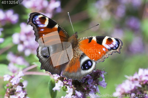 Image of peacock butterfly