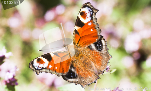 Image of peacock butterfly