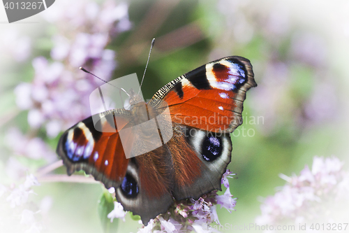 Image of peacock butterfly