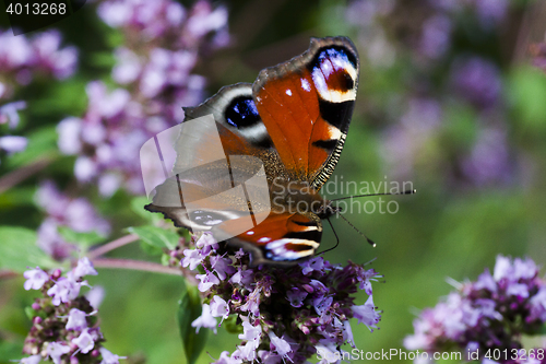 Image of peacock butterfly